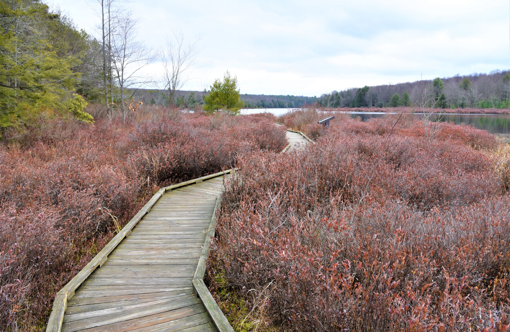 wetland trail